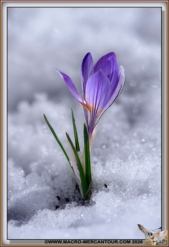 Crocus Versicolor